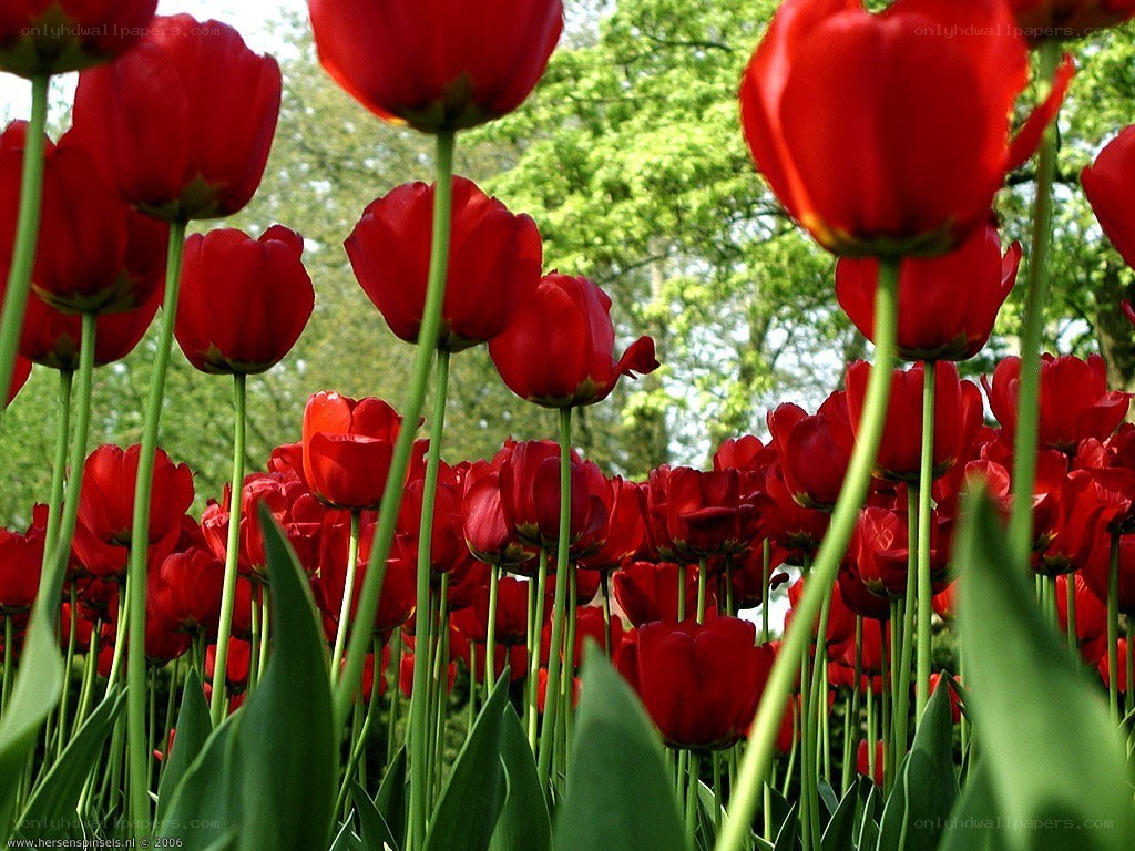 Red tulips in a field
