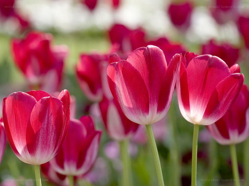 Red tulips in a field