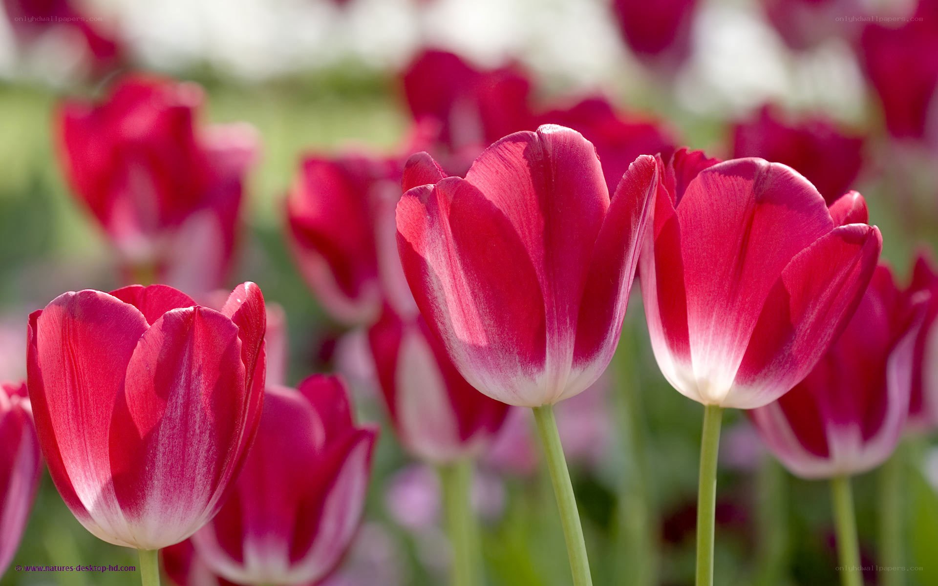 Red tulips in a field