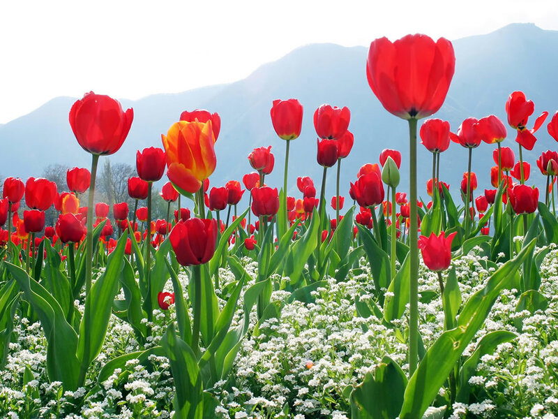 Red tulips in a field