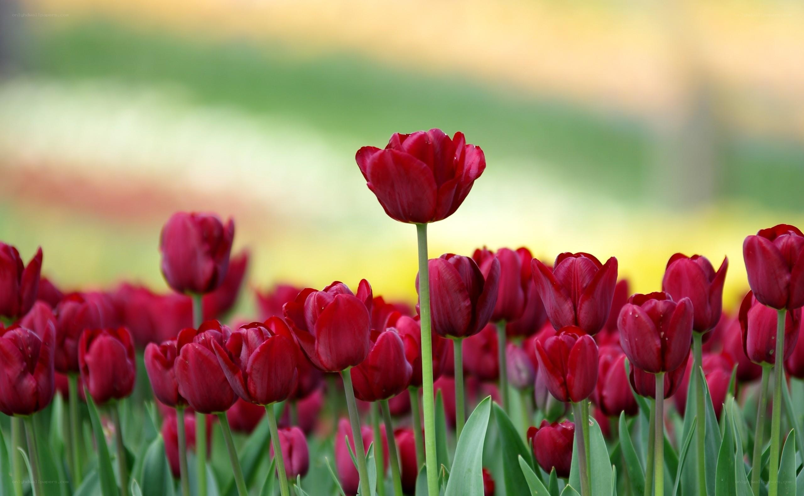 Red tulips in a field