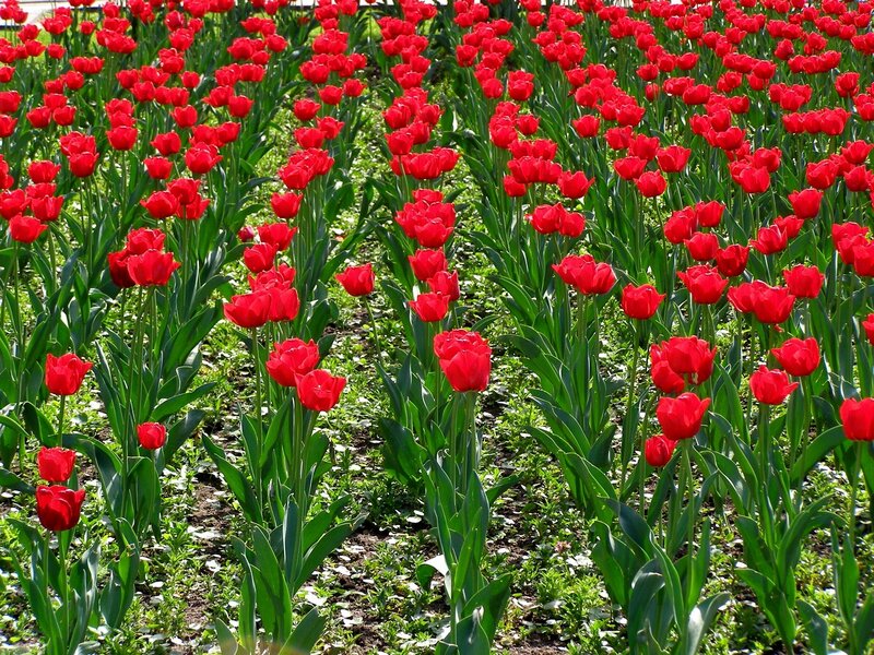 Red Tulips in a Field — Bright