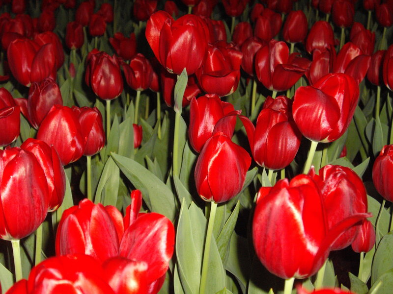 Red Tulips in a Field — Calm, Night