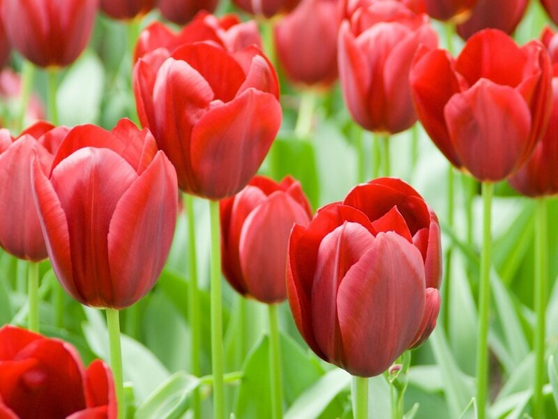Red Tulips in a Field — Calm, Spring, Photograph