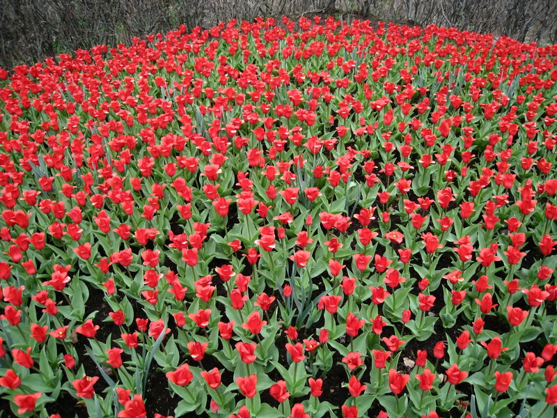 Red Tulips in a Field — Calm, Spring