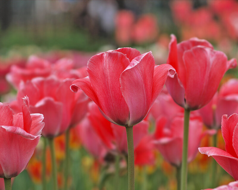 Red Tulips in a Field — Calm