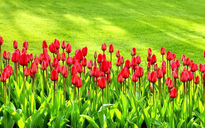Red Tulips in a Field — Green