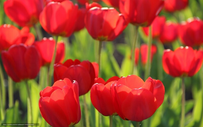 Red Tulips in a Field — Serene, Afternoon, Photograph, Green Stems