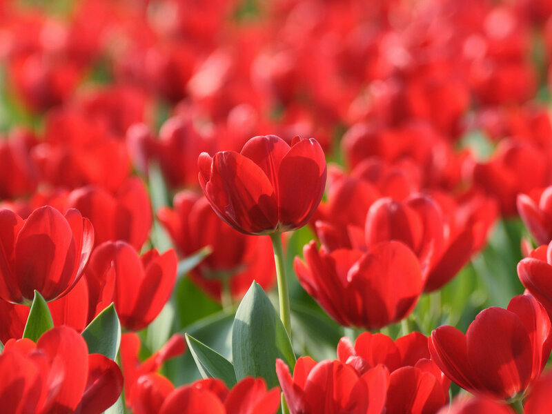 Red Tulips in a Field — Serene, Afternoon
