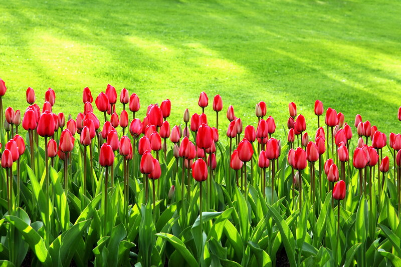 Red Tulips in a Field — Serene, Spring, Photograph, Grass
