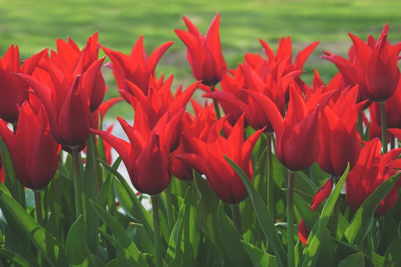 Red Tulips in a Field — Serene, Spring, Photograph, Green Grass, Green Leaves