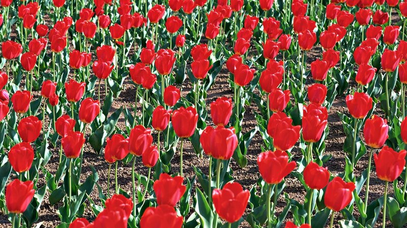 Red Tulips in a Field — Serene, Spring, Photograph, Green Leaves, Soil