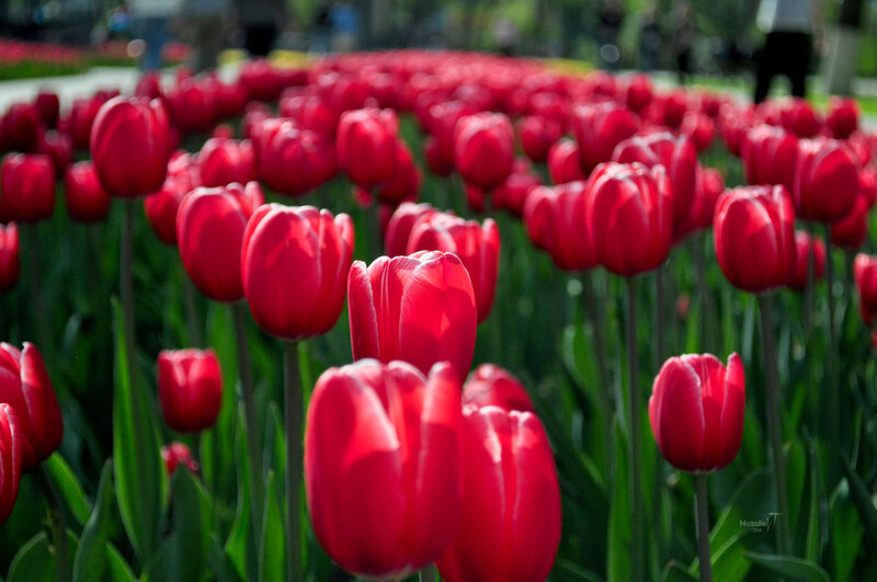 Red Tulips in a Field — Serene, Spring, Photograph, Green Leaves, Sunlight