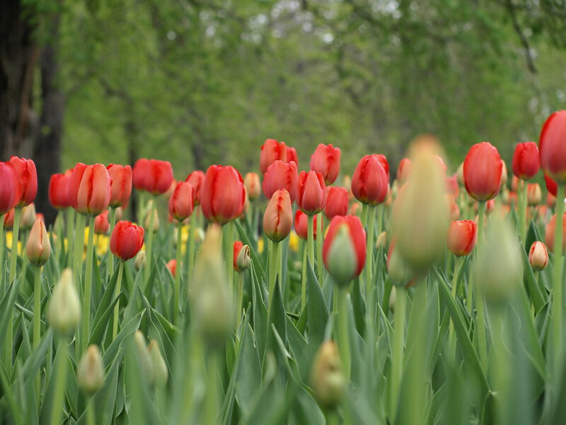 Red Tulips in a Field — Serene, Spring, Photograph, Green Leaves