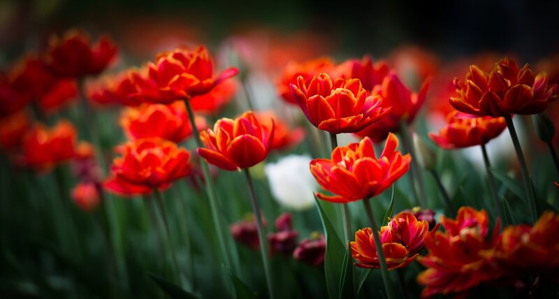 Red Tulips in a Field — Serene, Spring, Photograph, Green Stems, White Flower