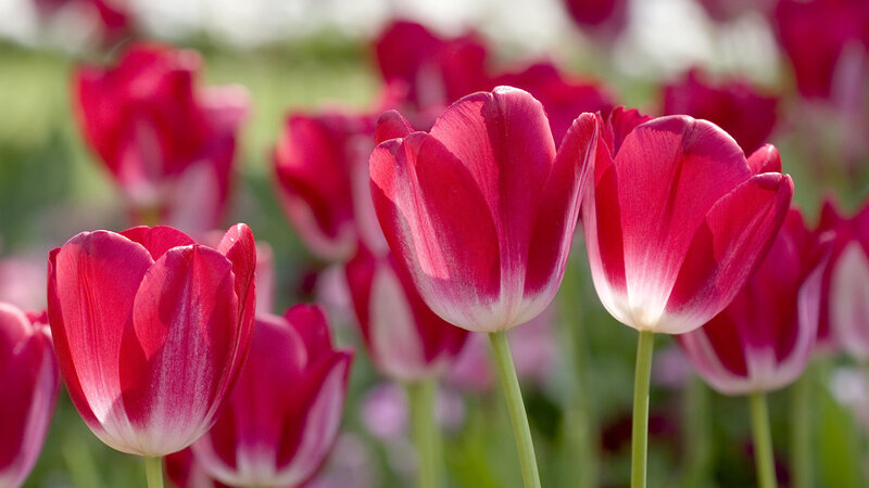 Red Tulips in a Field — Serene, Spring, Photograph