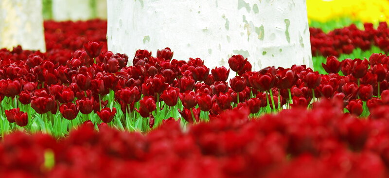 Red Tulips in a Field — Serene, Spring, Photograph, Tree Trunks