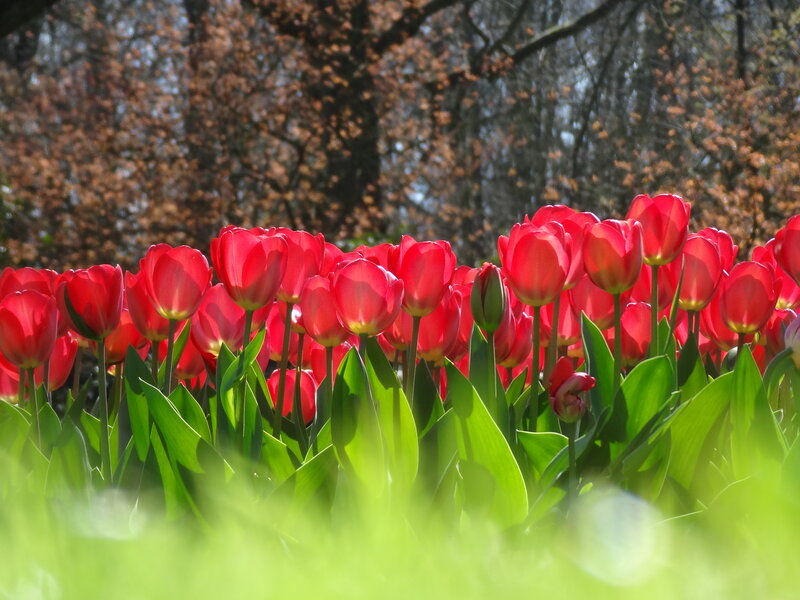 Red Tulips in a Field — Serene, Spring, Photograph, Trees