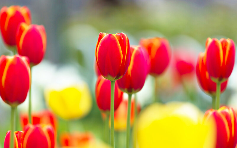 Red Tulips in a Field — Serene, Spring, Photograph, Yellow Flowers