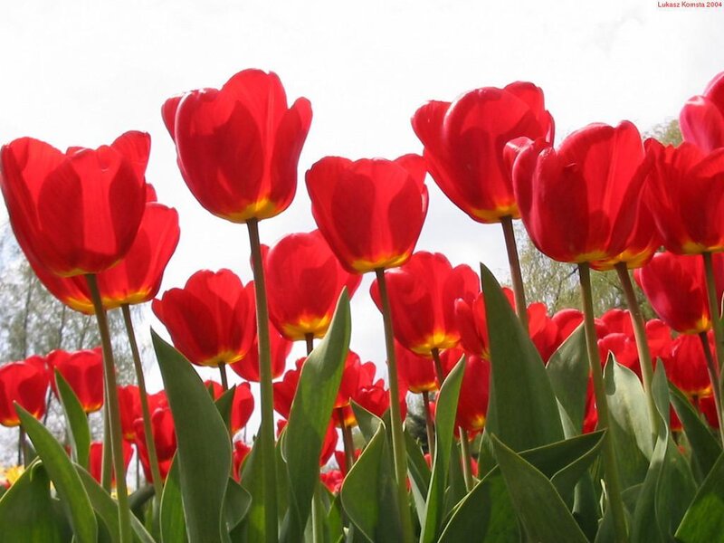 Red Tulips in a Field — Serene, Spring