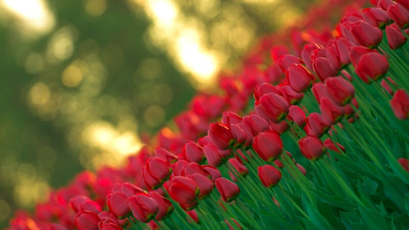 Red Tulips in a Field — Serene, Sunset, Photograph, Green Stems