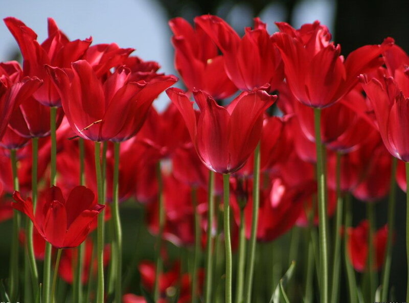 Red Tulips in a Field — Serene