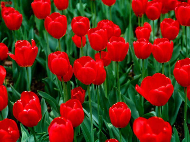 Red Tulips in a Field — Spring