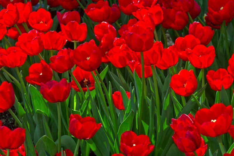 Red Tulips in a Field — Vibrant, Afternoon