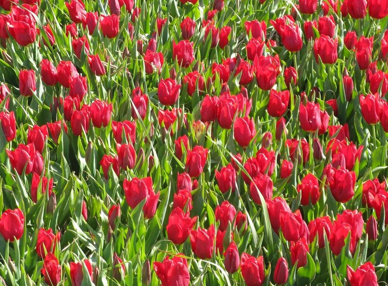 Red Tulips in a Field — Vibrant, Spring, Photograph, Green Leaves, Sunlight