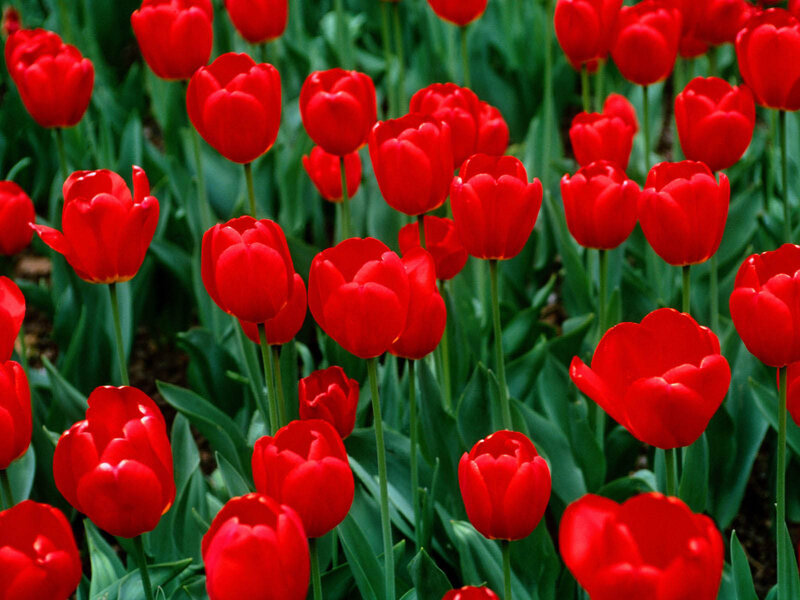 Red Tulips in a Field — Vibrant, Spring, Photograph, Green Leaves