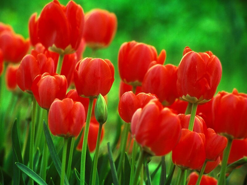 Red Tulips in a Field — Vibrant, Spring, Photograph, Green Stems, Buds