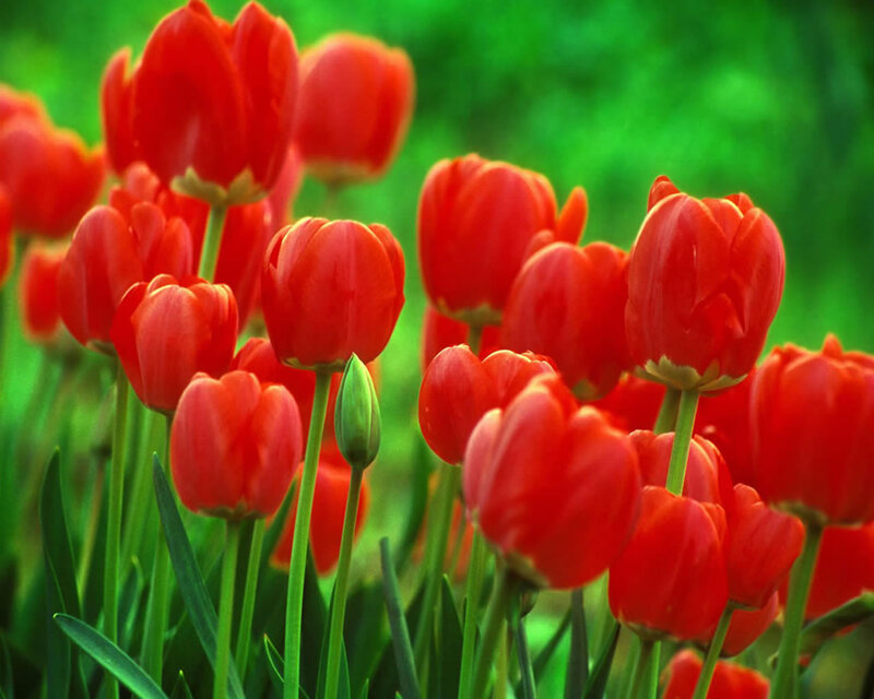 Red Tulips in a Field — Vibrant, Spring, Photograph