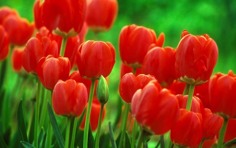 Red Tulips in a Field — Vibrant, Spring