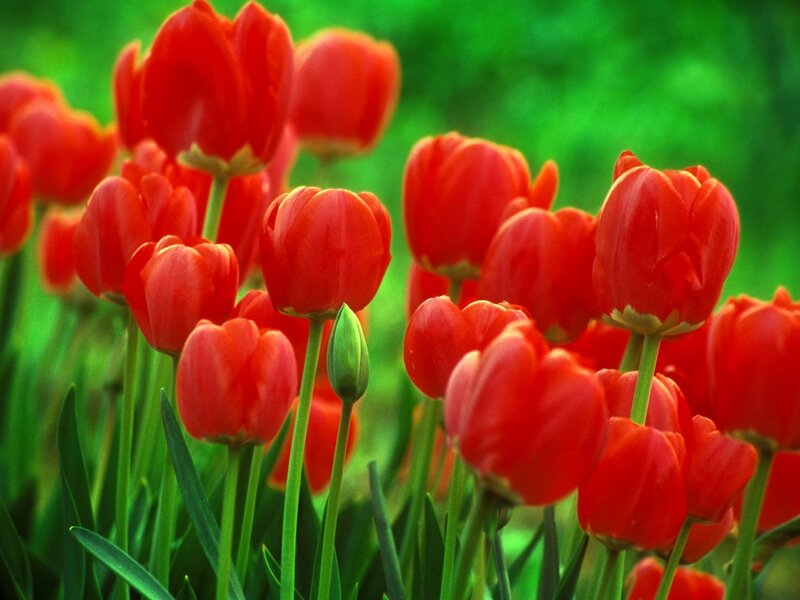 Red Tulips in a Field — Vibrant