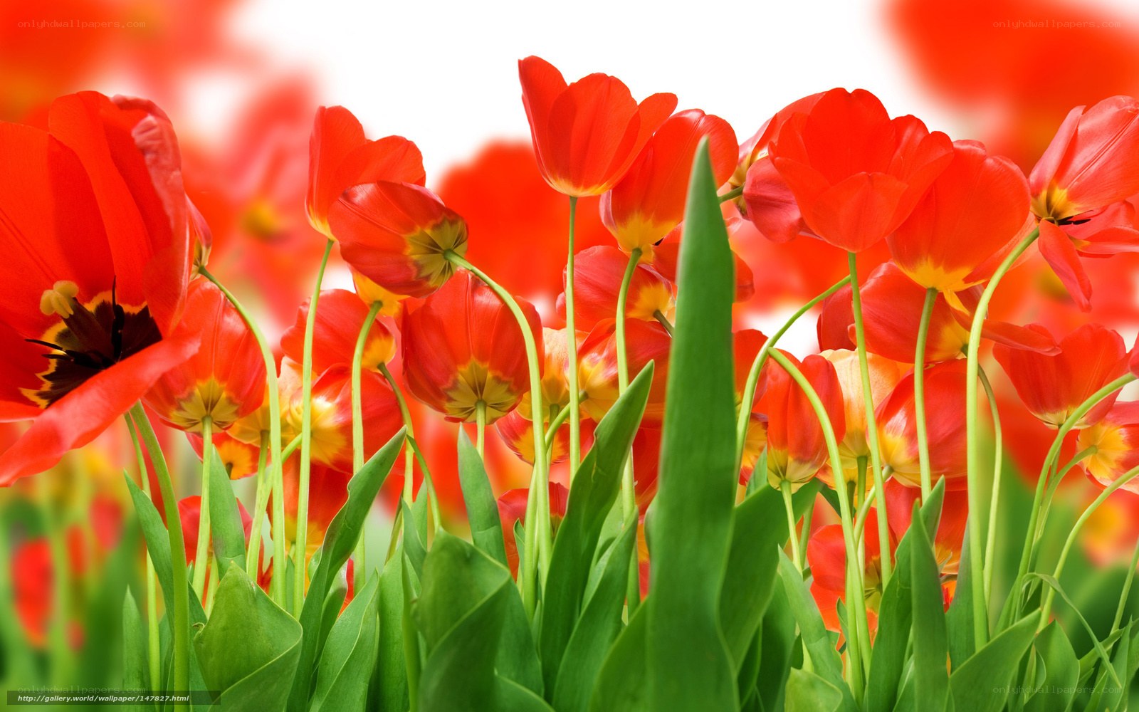 Red tulips in a field