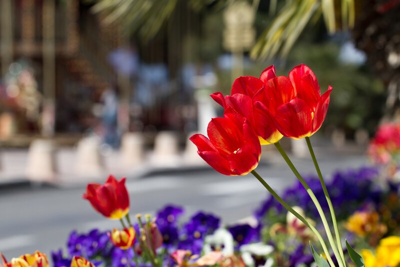 Red tulips in a flower bed