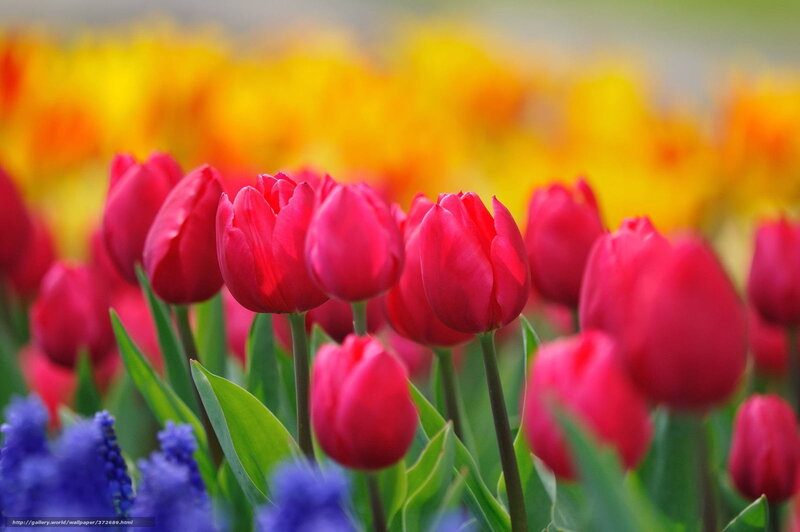 Red tulips in a flower field