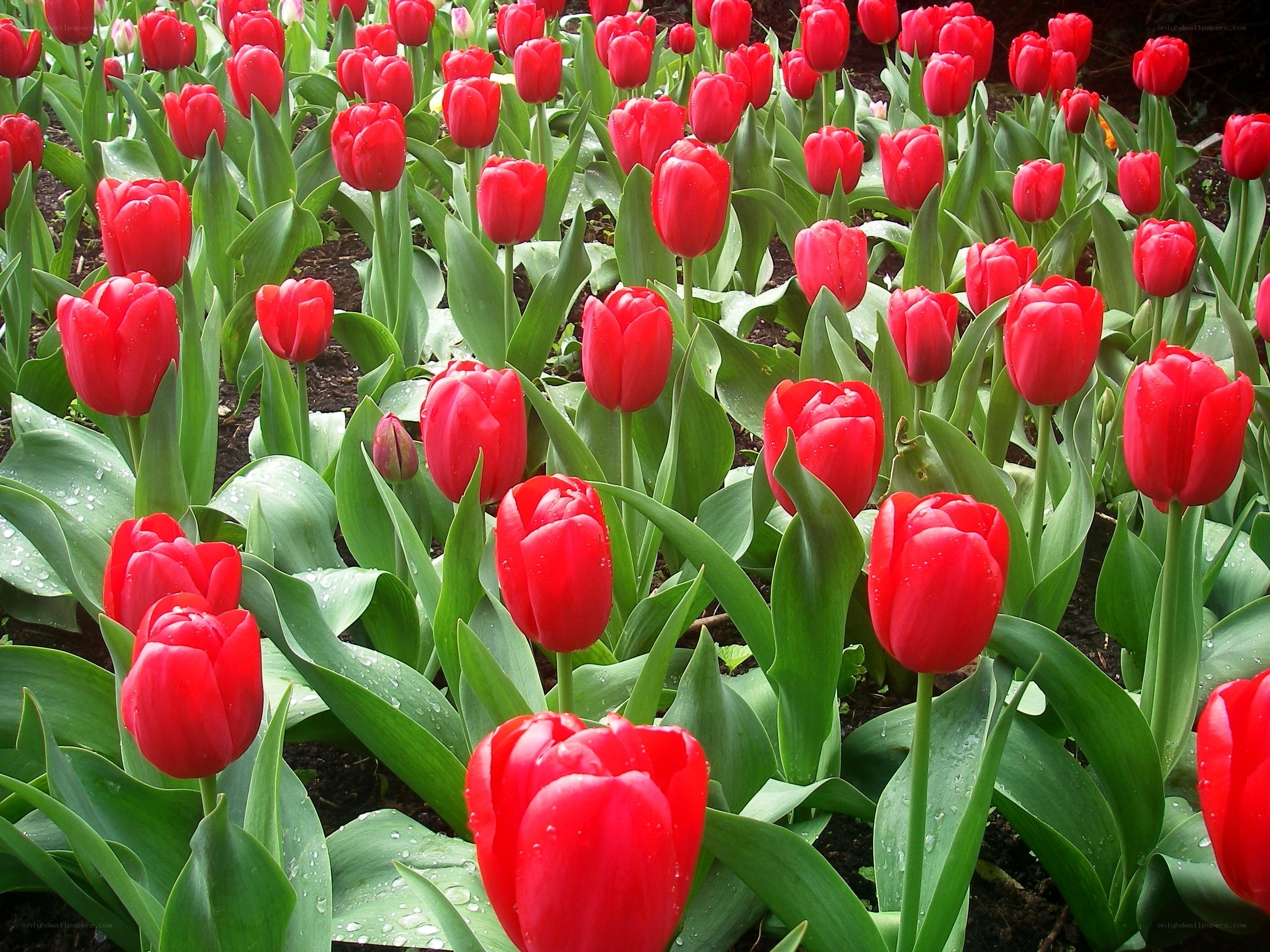 Red tulips in a garden