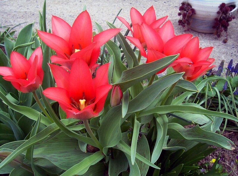 Red tulips in a garden