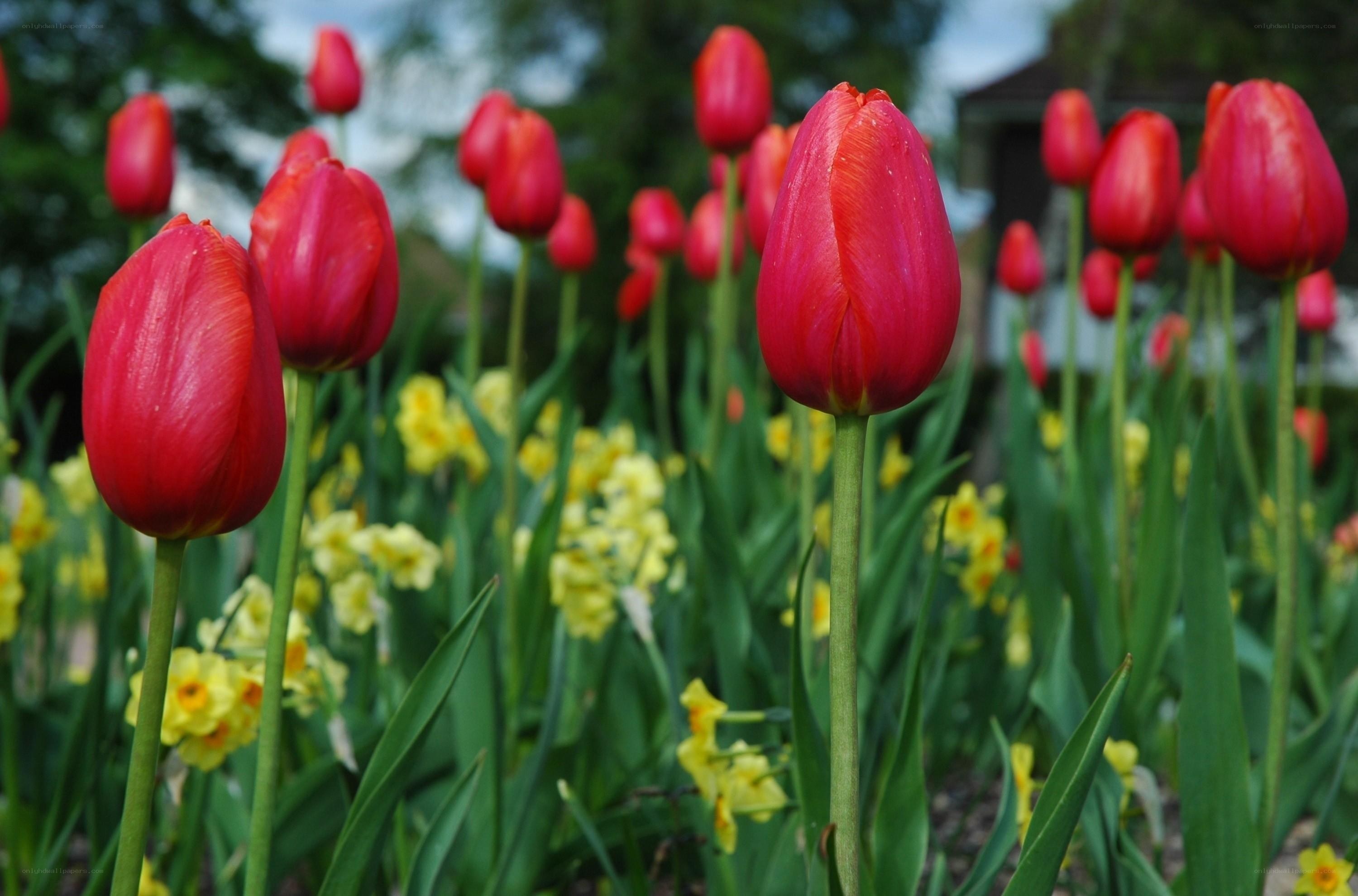 Red tulips in a garden