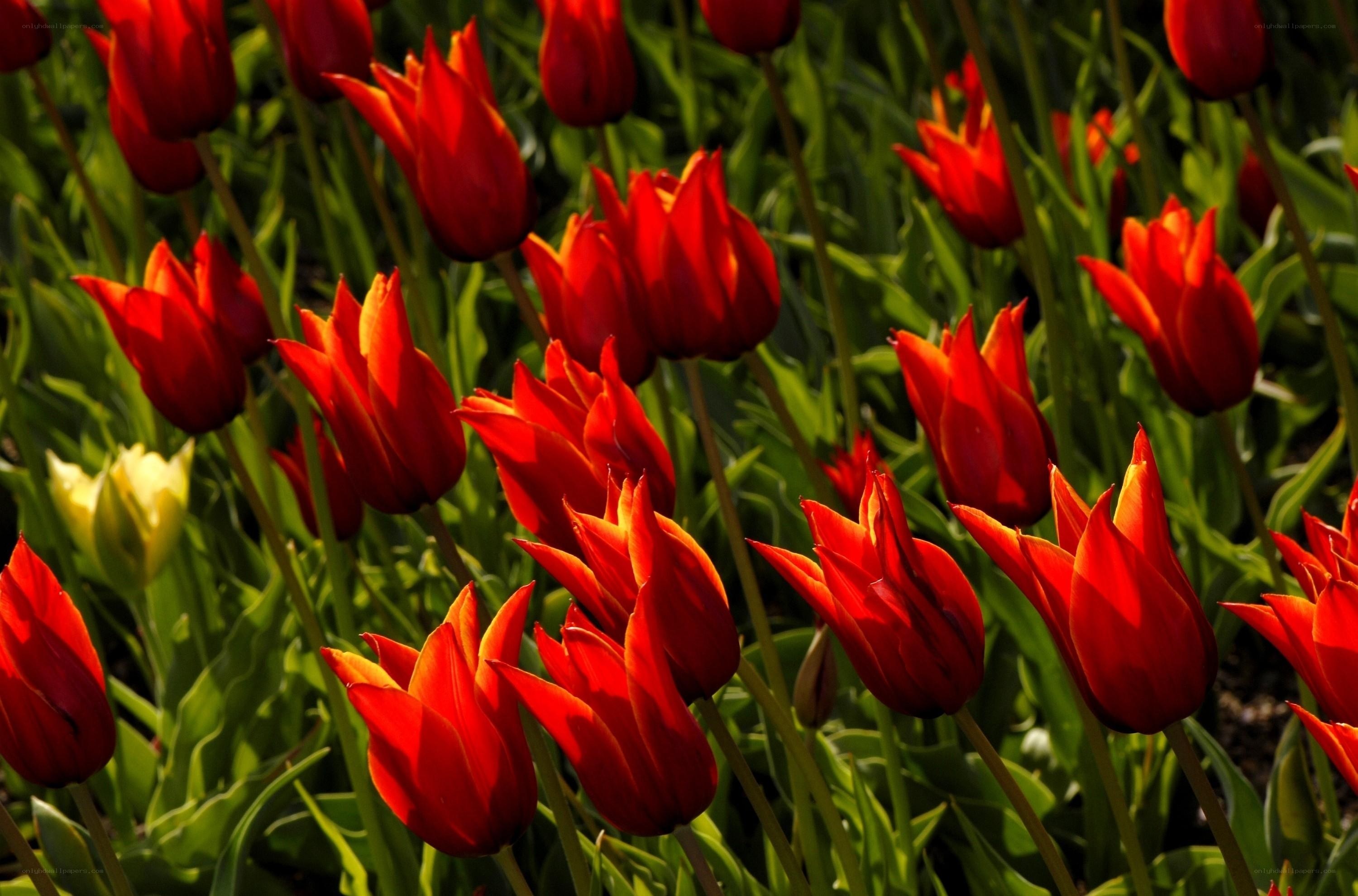 Red tulips in a garden