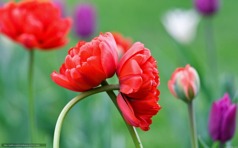 Red tulips in a garden