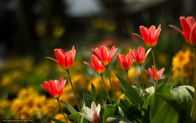 Red tulips in a garden