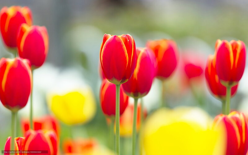 Red tulips in a garden
