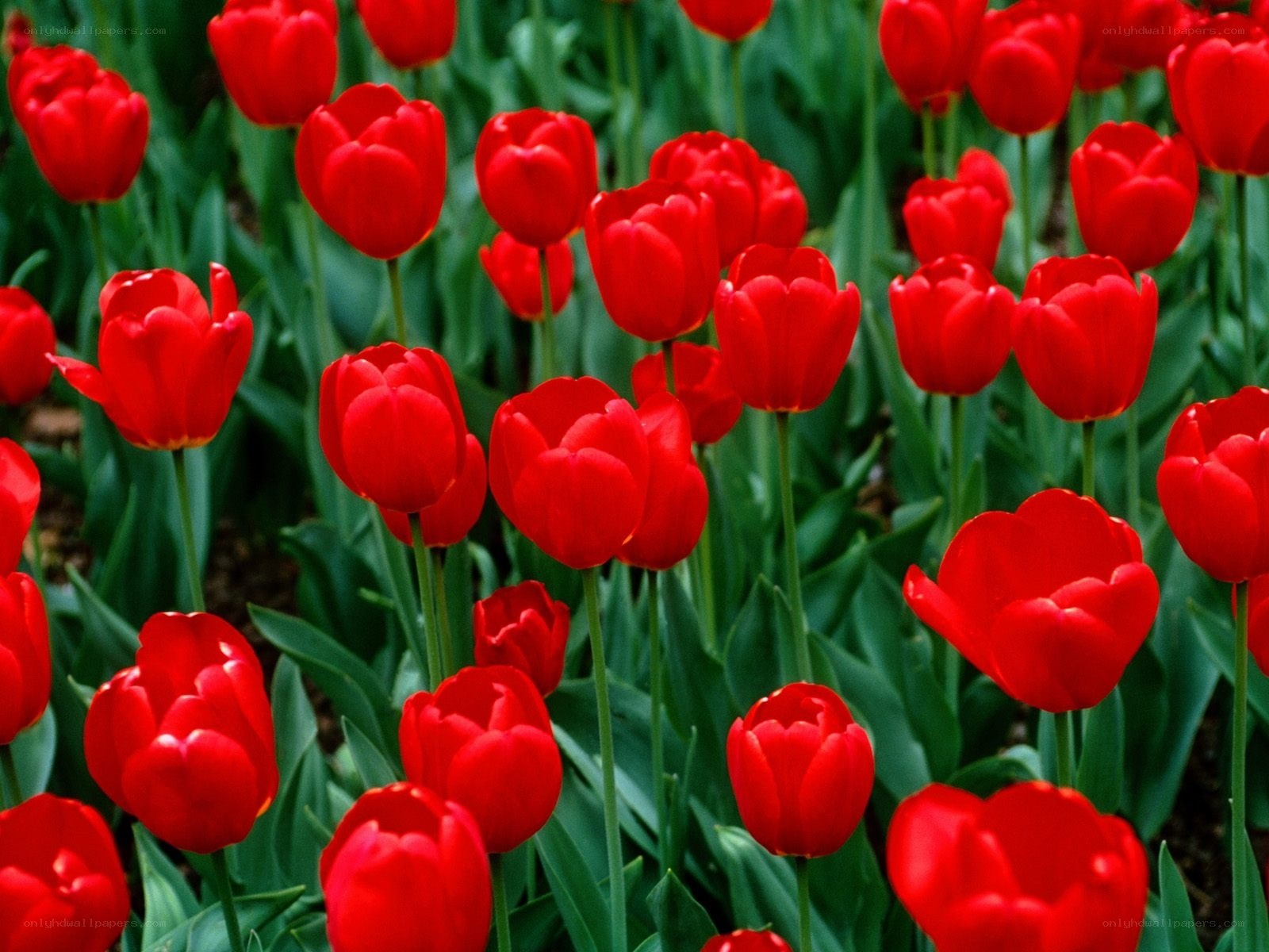 Red tulips in a garden