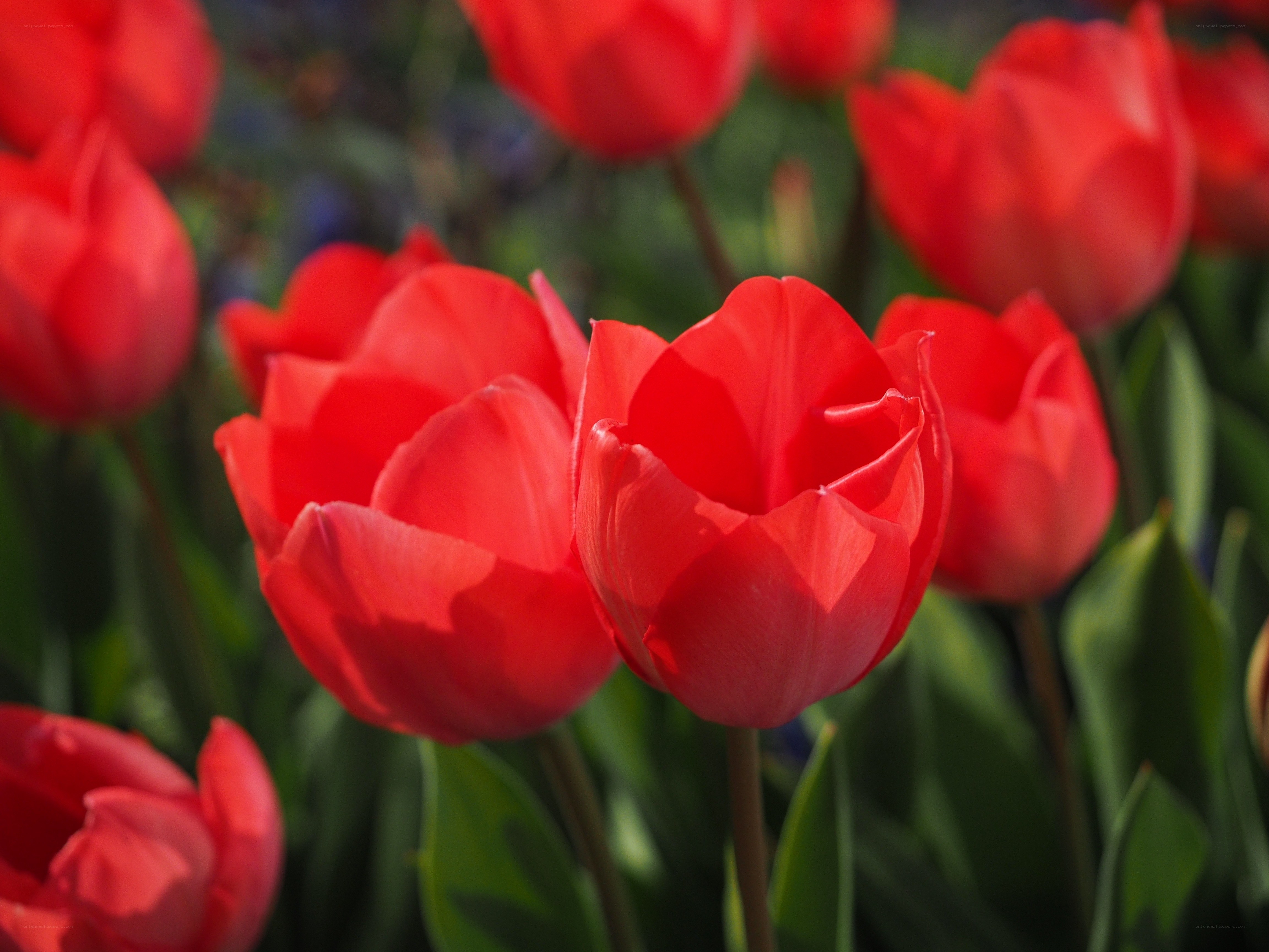 Red tulips in a garden