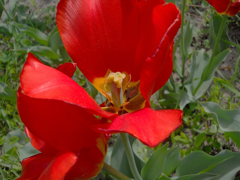 Red tulips in a garden