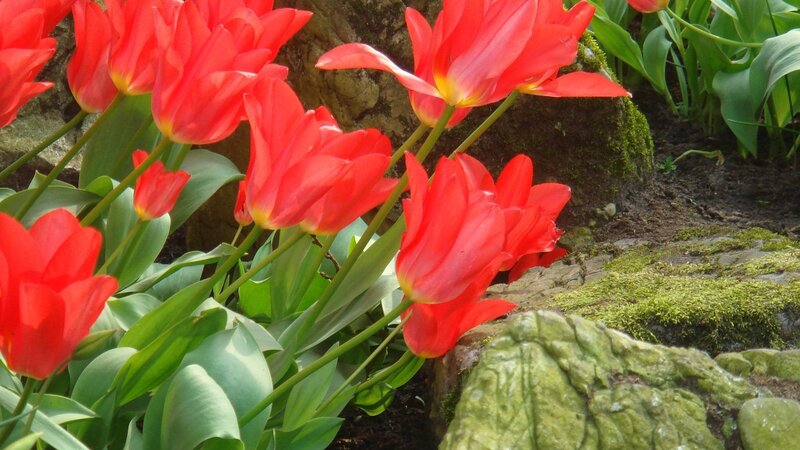 Red tulips in a garden