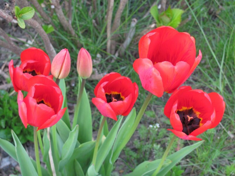 Red tulips in a garden
