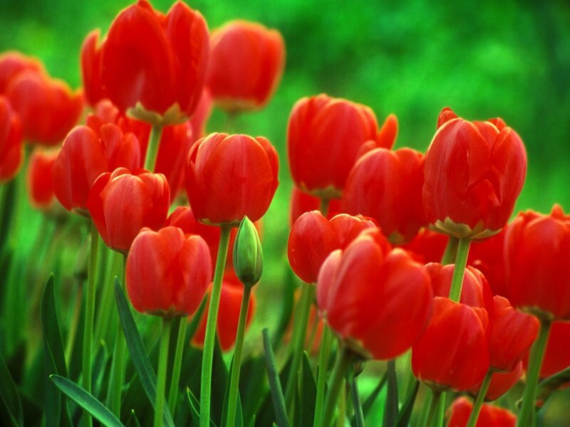 Red tulips in a garden